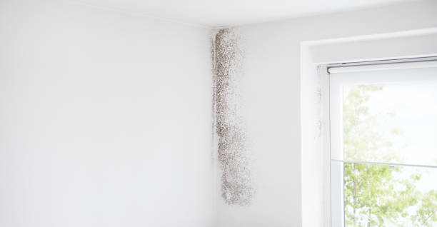 Best Air Quality Testing for Mold Spores  in Raceland, KY
