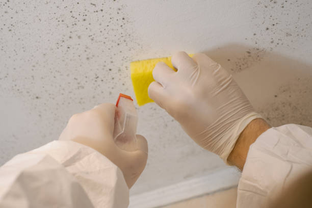 Best Mold Odor Removal Services  in Raceland, KY