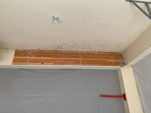 Best Mold Removal for HVAC Installations  in Raceland, KY