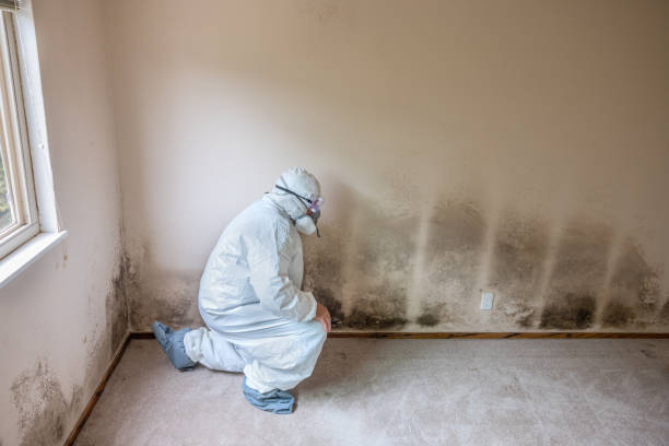 Best Post-Construction Mold Inspection  in Raceland, KY
