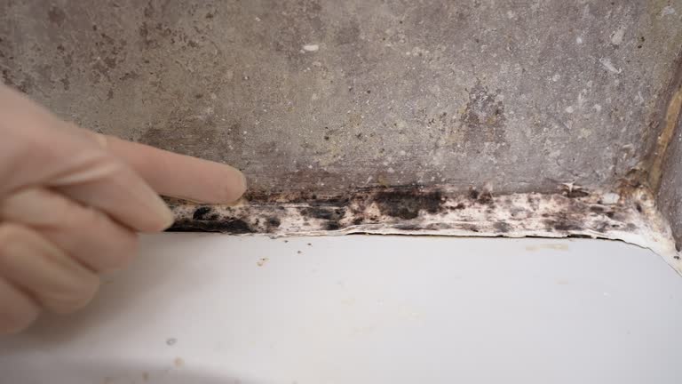 Raceland, KY Mold Removal Company