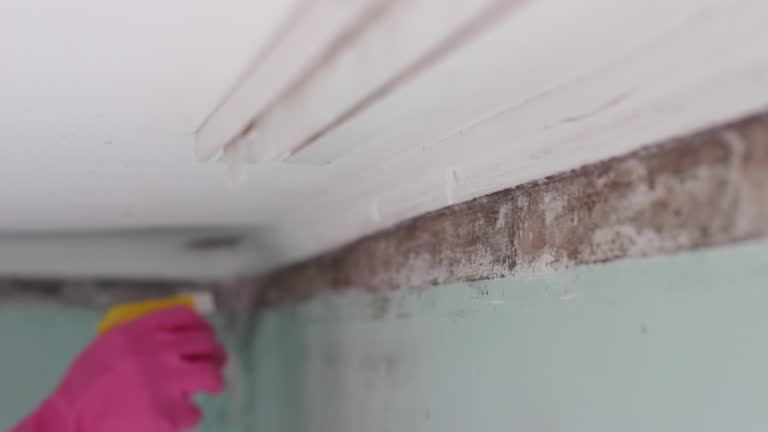 Best Comprehensive Air Testing for Mold Contaminants  in Raceland, KY