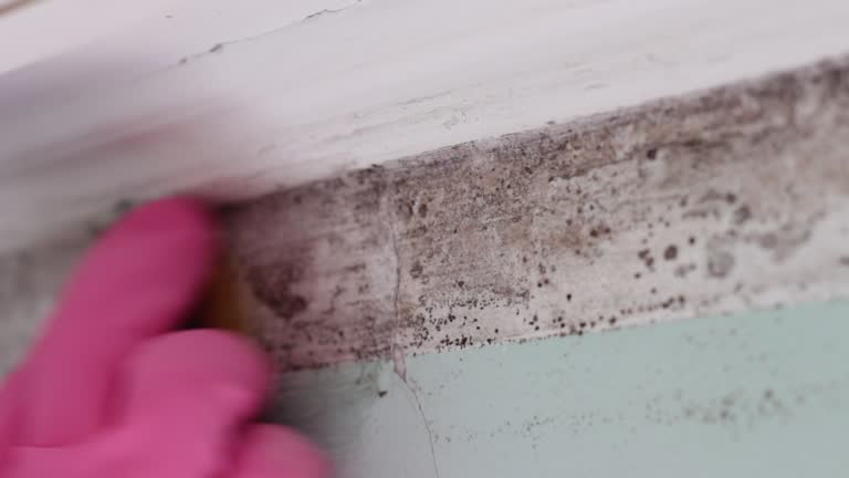Best Environmental Consulting for Mold Prevention  in Raceland, KY